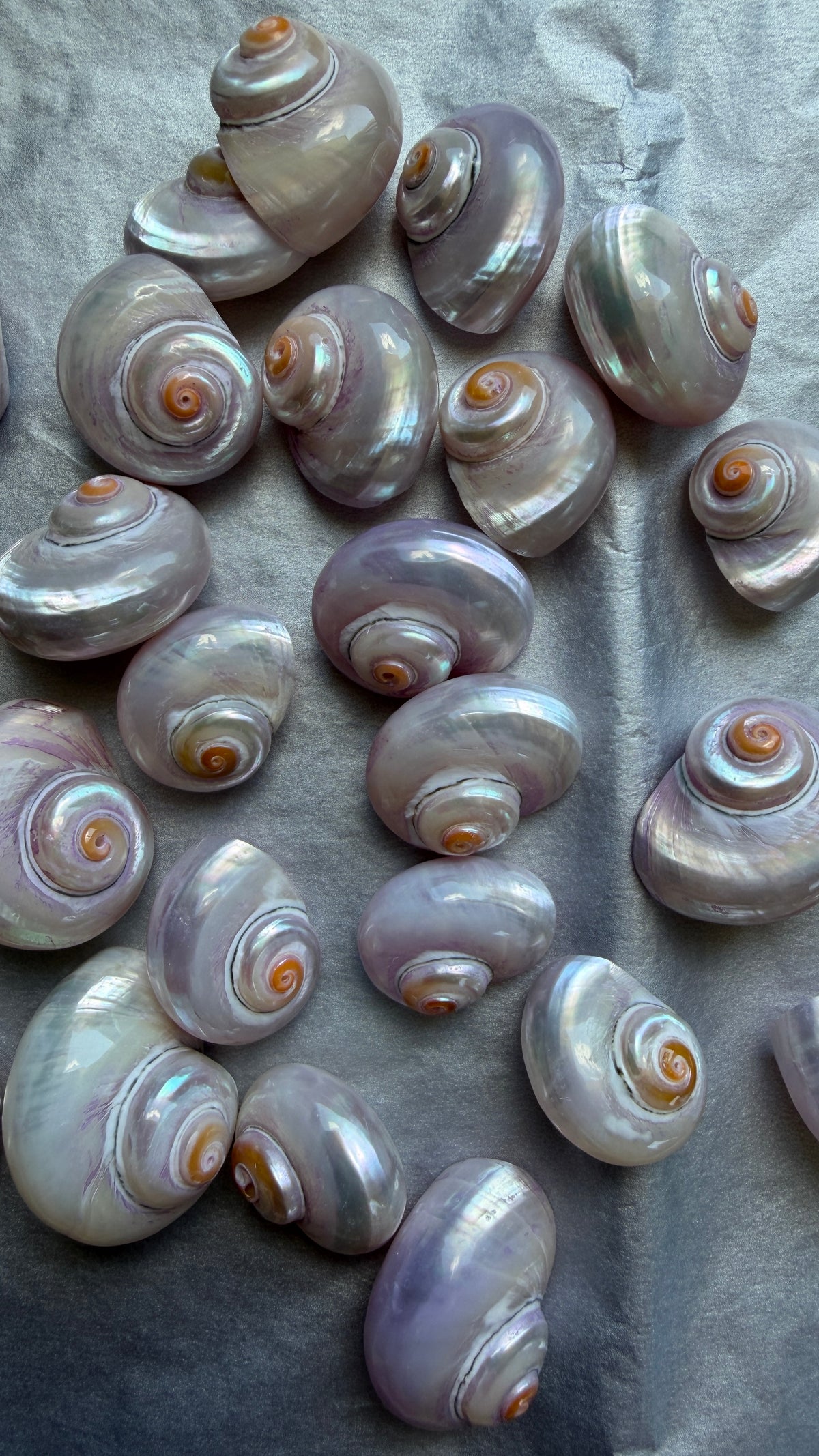 Shell Charm